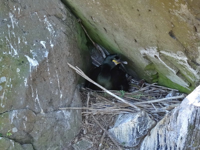 cormoran huppé dans son nid