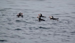 22 Staffa macareux moine