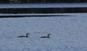 38 Loch Skipport plongeon catmarin