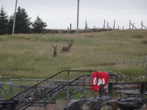 53 Lochmaddy les cerfs au port !