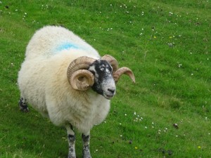 57 Loch Rodel bélier ivoirien