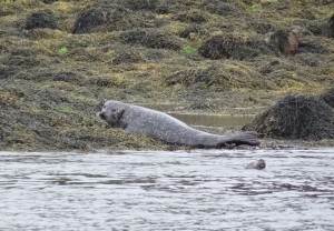 60 Loch Bhrolluim 12