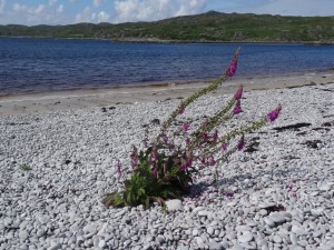 7 Loch Tarbert 17