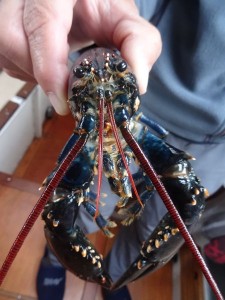 18 Ackergill le homard du soir