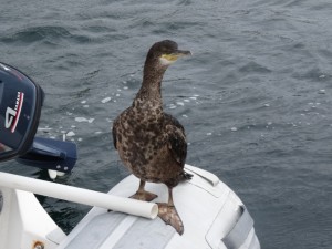 Eriskay grand cormoran "invité "