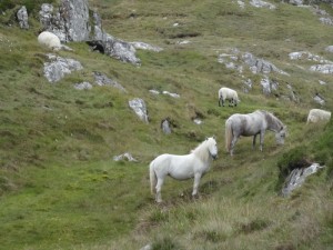Eriskay poney de race locale