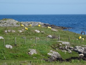 Barra les moutons sont jaunes