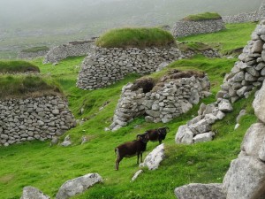 S Kilda moutons de Soay et "cleits"