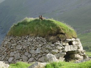 S Kilda Grand labbe sur "Cleit"