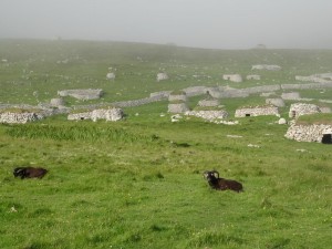 S Kilda moutons de Soay et "Cleits"