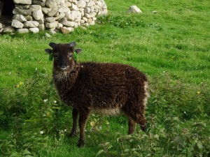 S Kilda agneau de la race de Soay