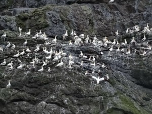 S Kilda Boreray fous de Bassan