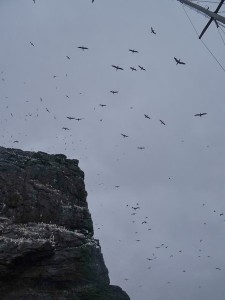 S Kilda Stac Lee fous de Bassan