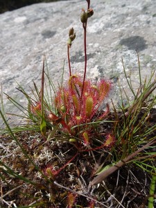 Taransay S Harris drosera à longues feuilles