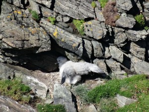 Butt of Lewis poussin fulmar