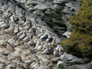 Westray, fous de Bassan