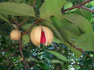 Genade Noix de muscade 