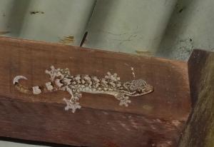 gecko