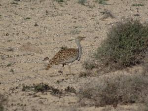 40 Outarde Houbara   El Jable 