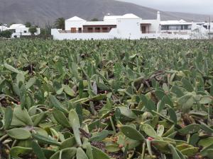 41 figuiers de barbarie (cochenilles)