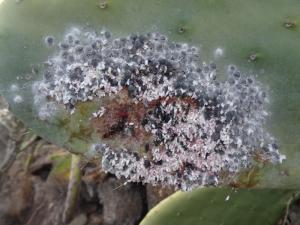 42 cochenilles ( teinture violette )