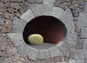 52 Jardim cactus 