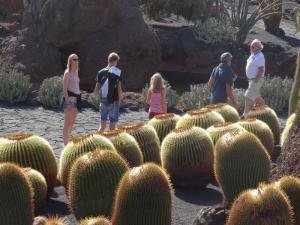 55 Jardim cactus