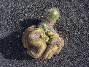 58 Jardim cactus 