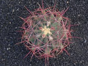 59 Jardim cactus 