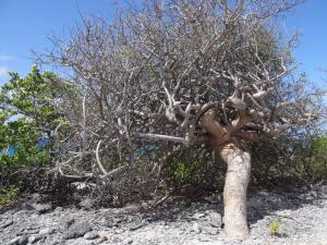 Curaçao