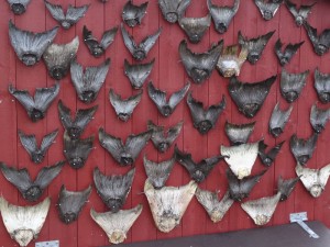 archipel de Fleinvaer queues de morue