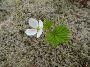 ronce des tourbières (multe)