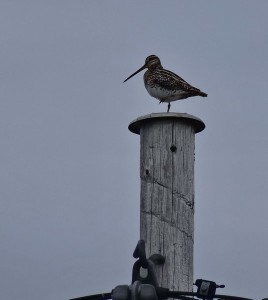 bécassine des marais