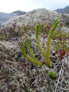 île de Landegode lycopode