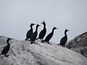île de Bliksvaer cormoran huppé