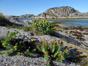 île de Bliksvaer Rodolia rosea