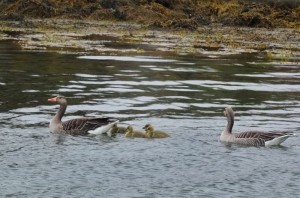 oie cendrée, les petits à l'eau !