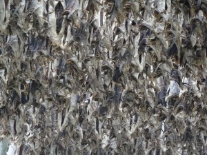 Lofoten-Reine séchoir à morue