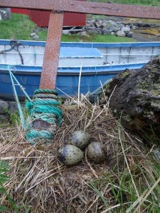 nid de goéland cendré au bord du quai