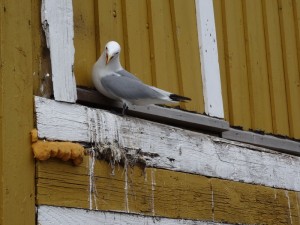 Lofoten - Nusfjord mouette tridactyle