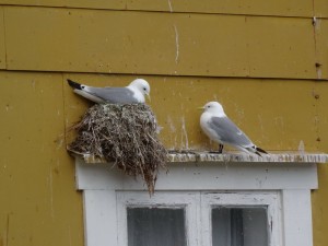Lofoten - Nusfjord mouette tridactyle