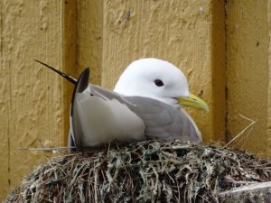 Lofoten - Nusfjord mouette tridactyle