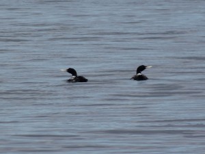 Lofoten plongeon à bec ivoire