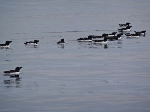 Lofoten iles sud de Rost, pingouins torda