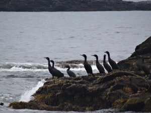 Lofoten iles sud de Rost, cormorans huppés