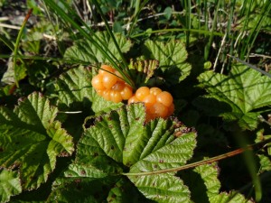 la mure des tourbières