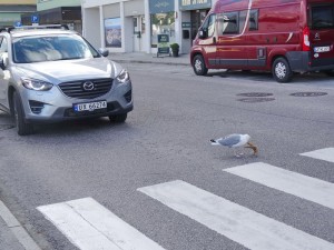 Kristiansund conflit de circulation