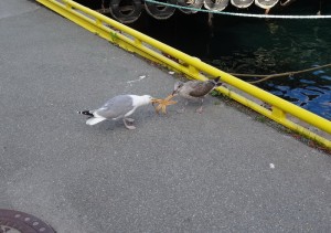 Kristiansund conflit alimentaire