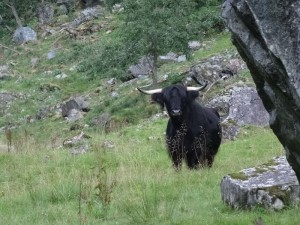 Fyksesund  bras du Hardangerfjord