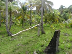 Pinos